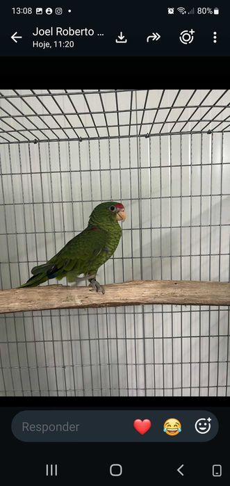 Amazonas Papagaio Petrei 26 F