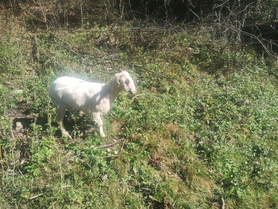 owieczka 1,5 roku do sprzedania