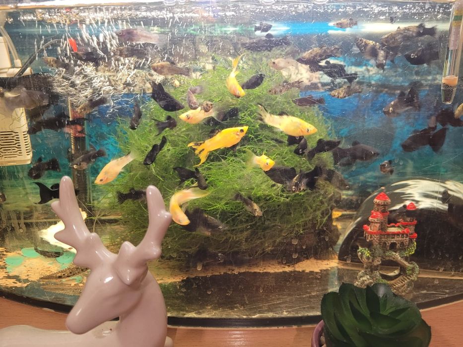 Sprzedam młode Molinezje