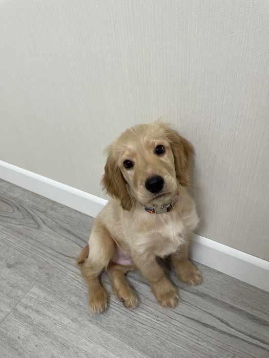 Песик Англійський Кокер Спаніель