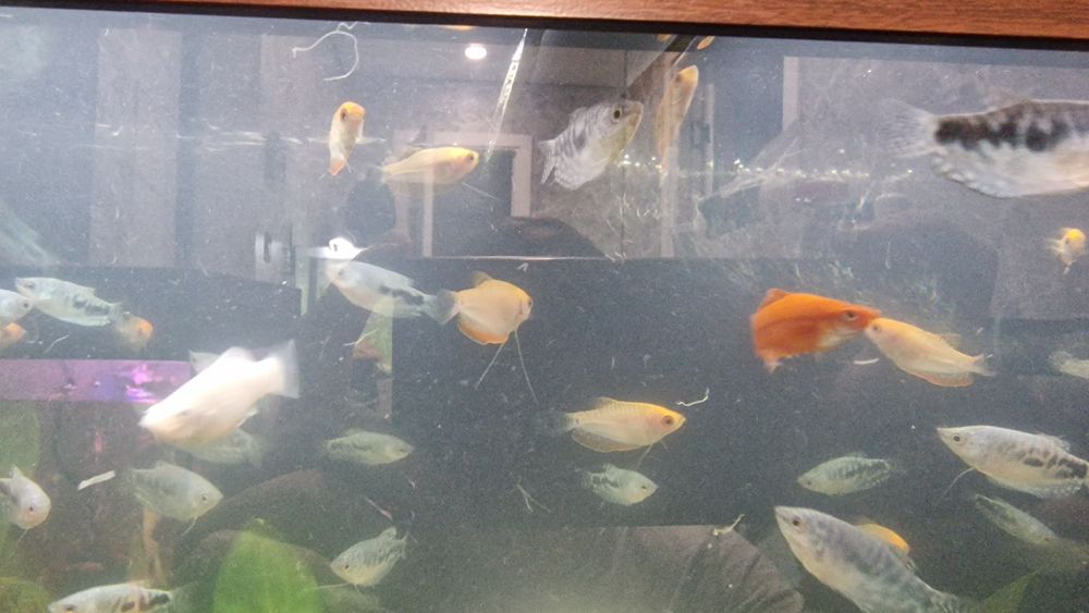 Гурамі мирні рибки