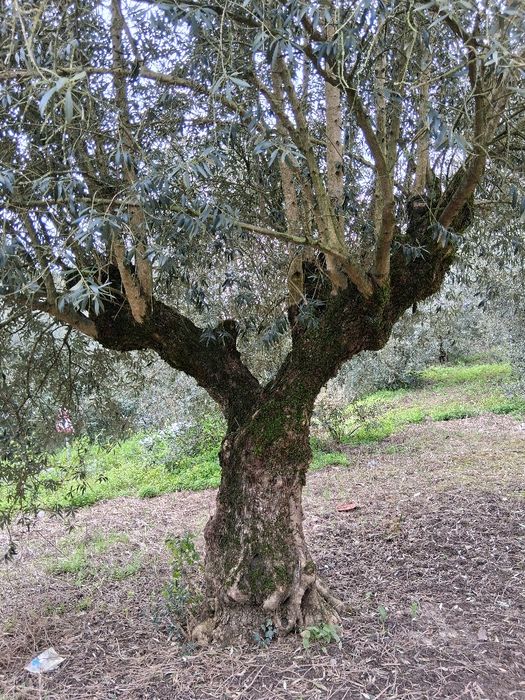 Oliveiras galegas centenárias