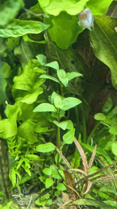 Rośliny akwariowe mix 50