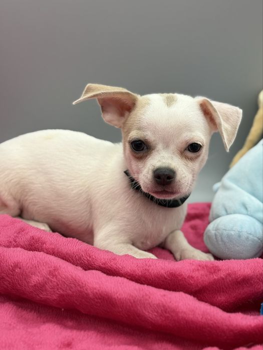 Chihuahua *piesek*