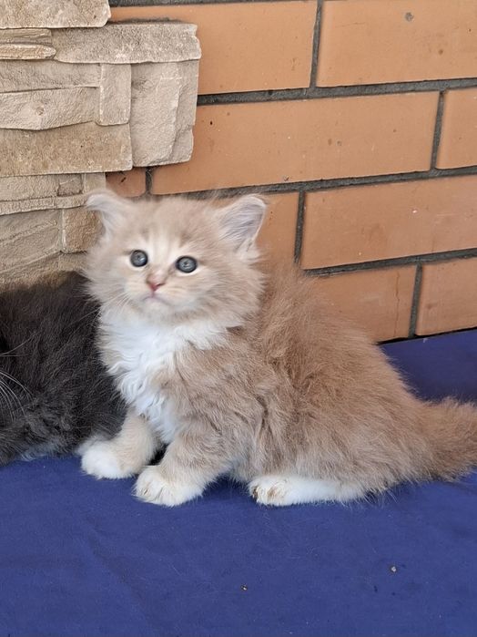 Мальчики и девочки очень ласковые