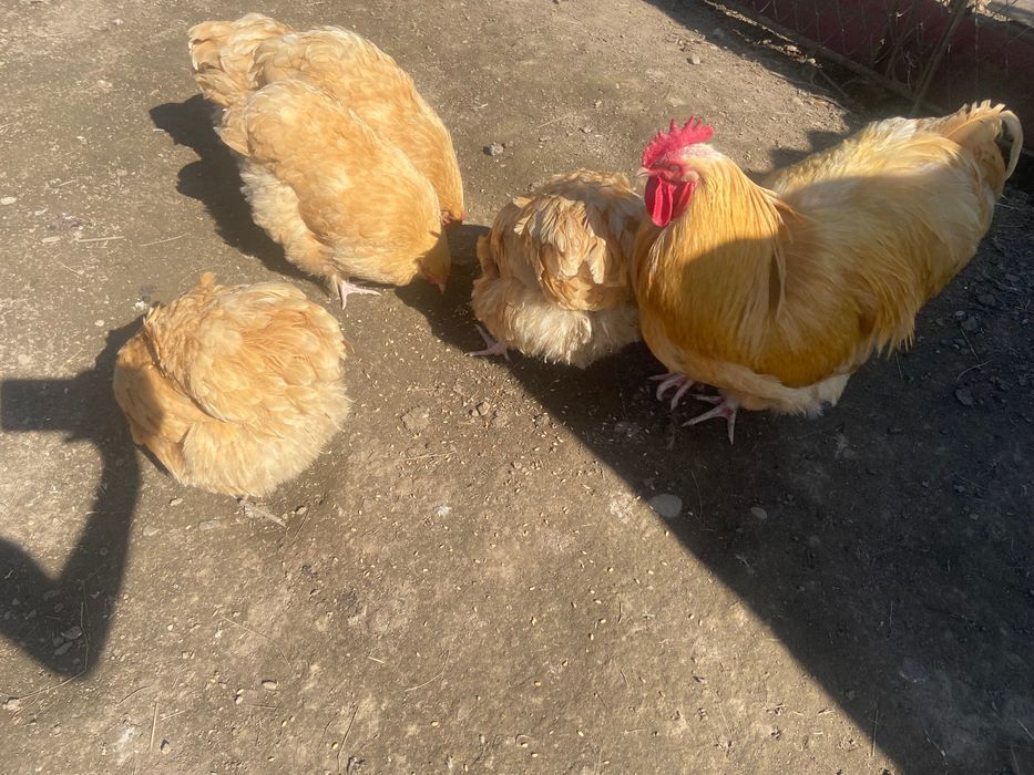 Продам яйця курей орпітон