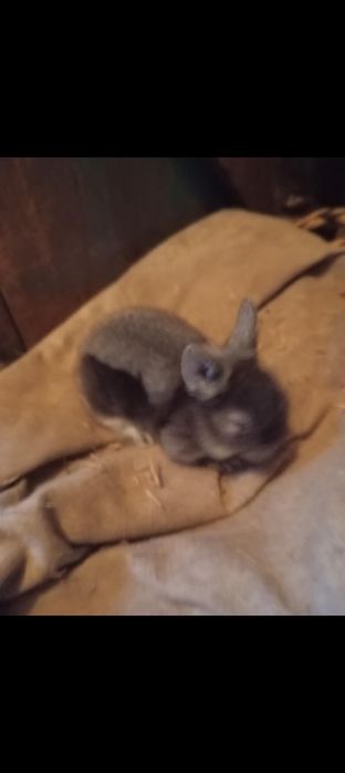 Króliki karzełki Teddy