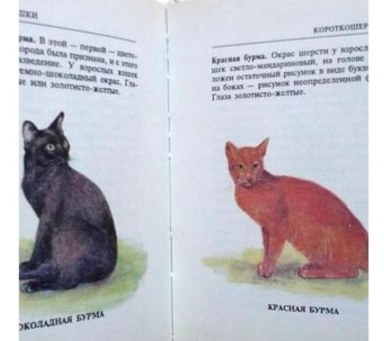Мини атлас Кошки