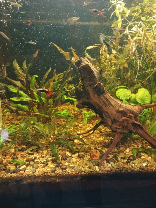 Аквариум великий на тумбі, і в тумбі ще 2 акваріума.