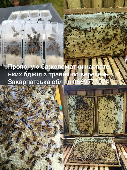 Бджоломатки карпатських бджіл