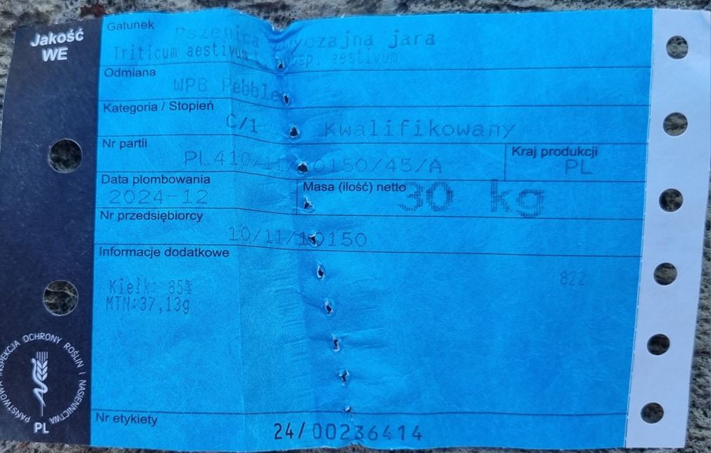 Pszenica jara, przewódka wpb pebbles oścista po centrali konsumpcyjna