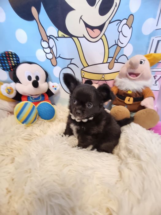 Chihuahua macho de pêlo longo com Pedigree e afixo