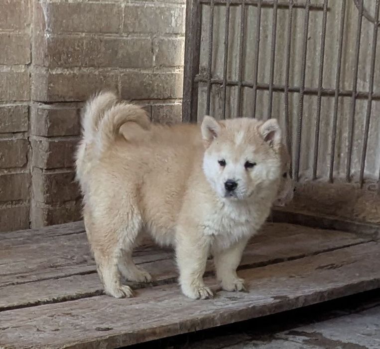 Хлопчики- дівчатка !Продам