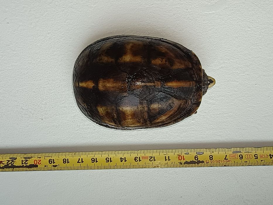 Żółw Kinosternon baurii kuzyn Sternitherus odoratus żółw wonny