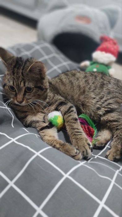 Котик в добрі ручки!