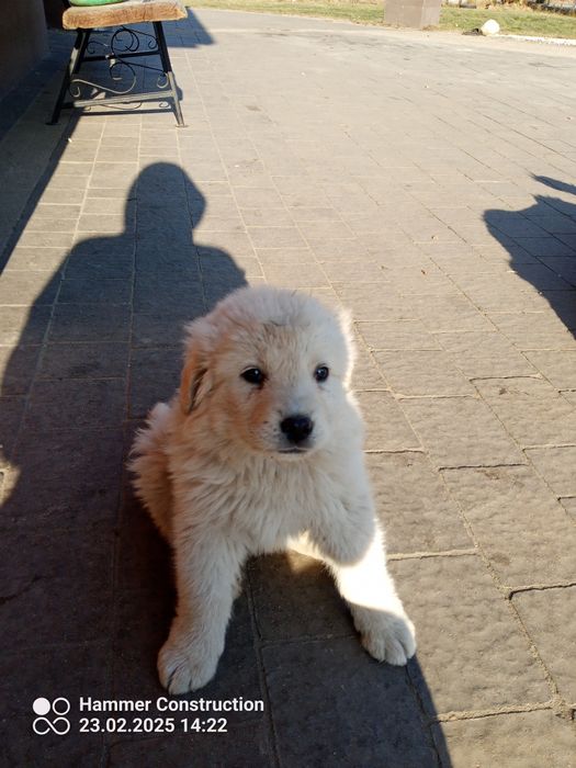 Owczarek podhalański