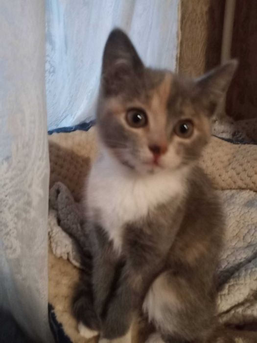 Котеня в добрі руки