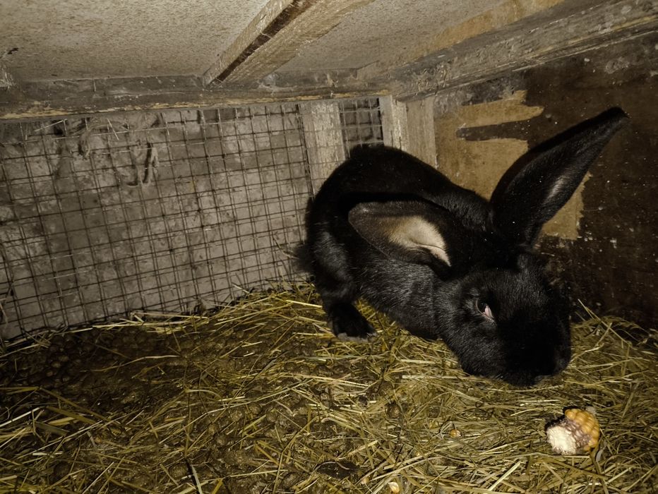 Маю на продаж молодого кролика