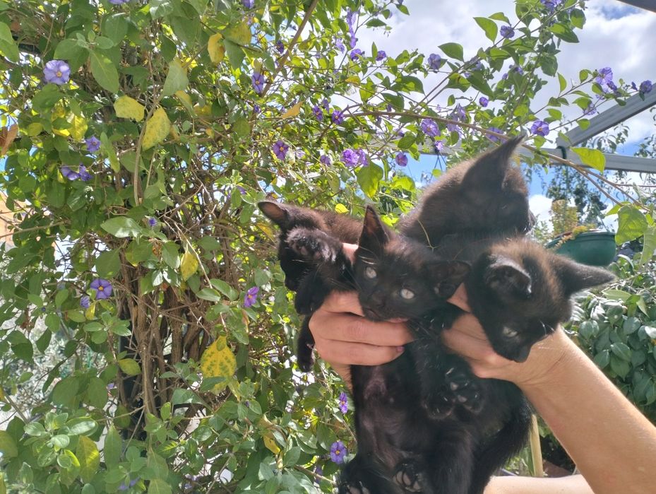 Iirmãs Onix !!Gatinhas para adoção
