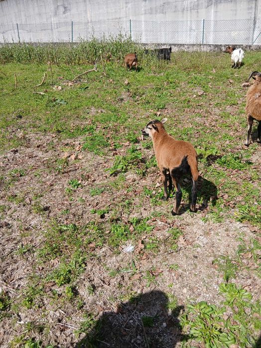 Vendo anho com 3 meses