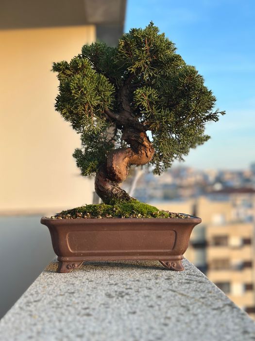 Bonsai Juniperus Itoigawa, 27 anos, do Japão