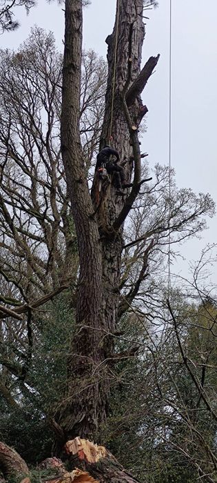 Wycinka i pielęgnacja drzew