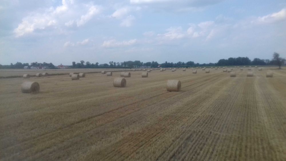 Słoma z pszenżyta 15 ha