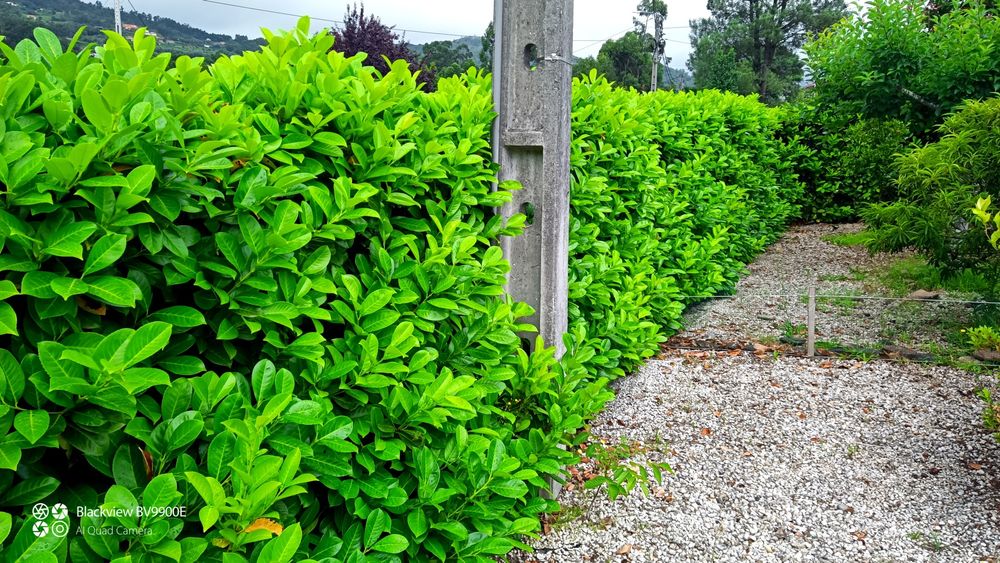 Sebe Lauros em vaso ou raiz