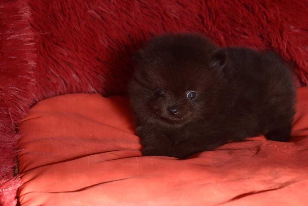 Шпиц - супер мини малыш