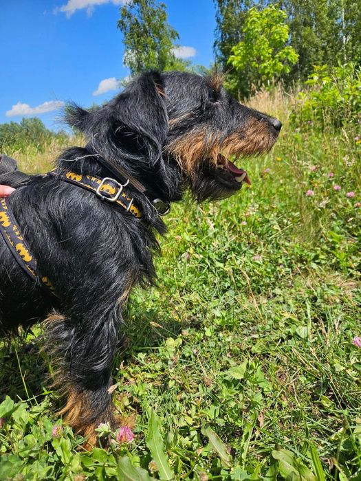 Czteroletni czujny Cydr do adopcji