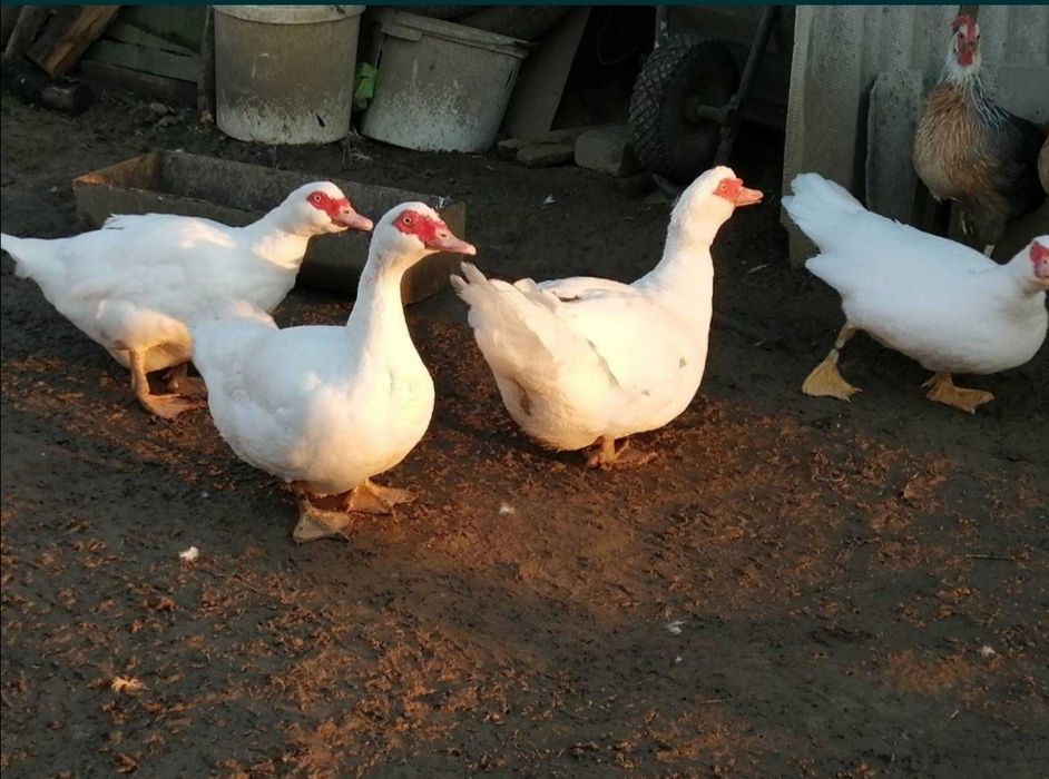 Качки, уткі, індокачки, мускусні качки