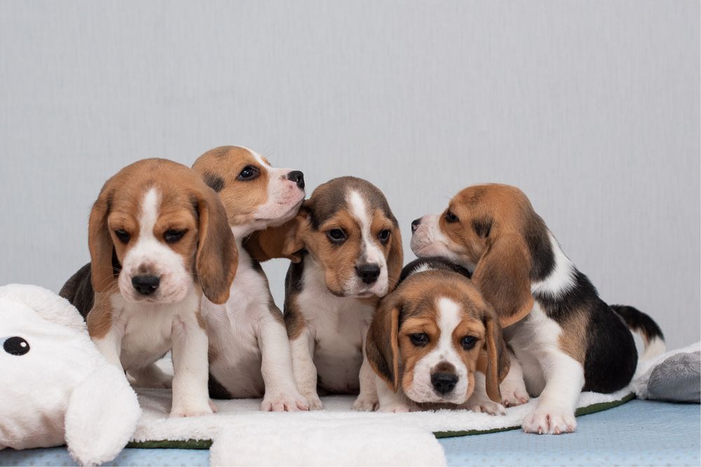 Бігль, цуценята хлопчики та дівчата, відкрито бронювання