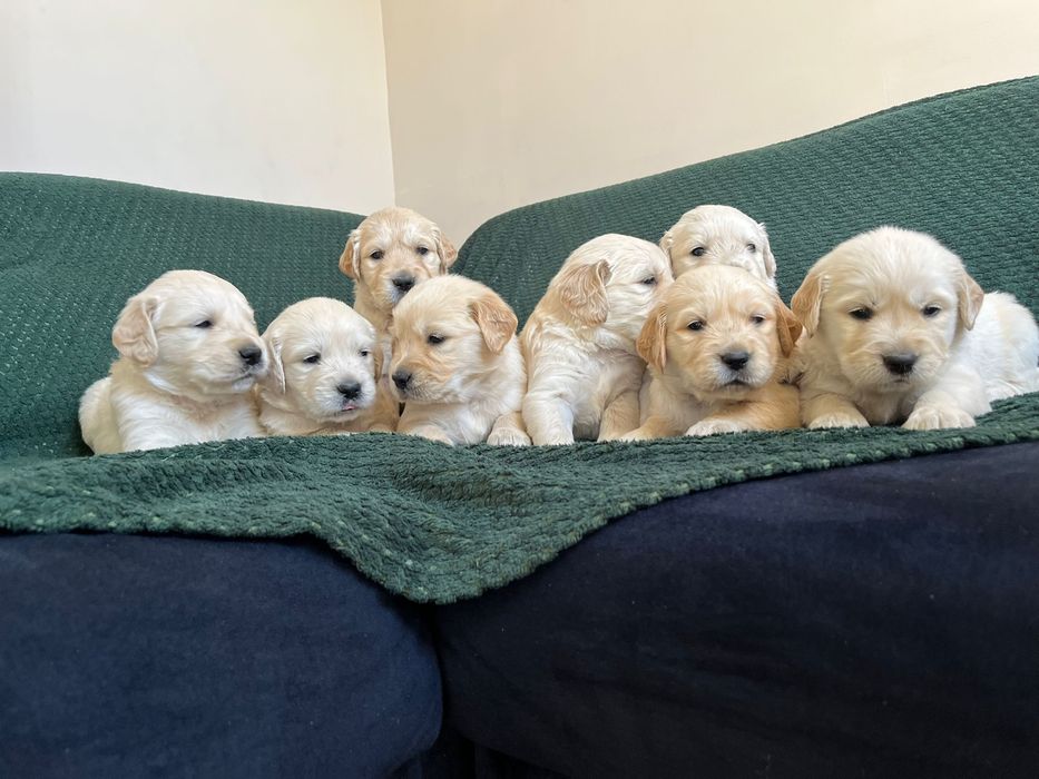 Golden Retriever