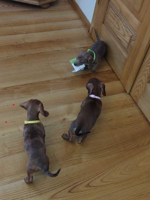 Jamnik krótkowłosy  Red,Red merle isabella