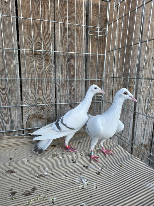 Perłowa pasiata 2025