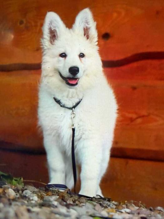 Owczarek Szwajcarski szczeniak