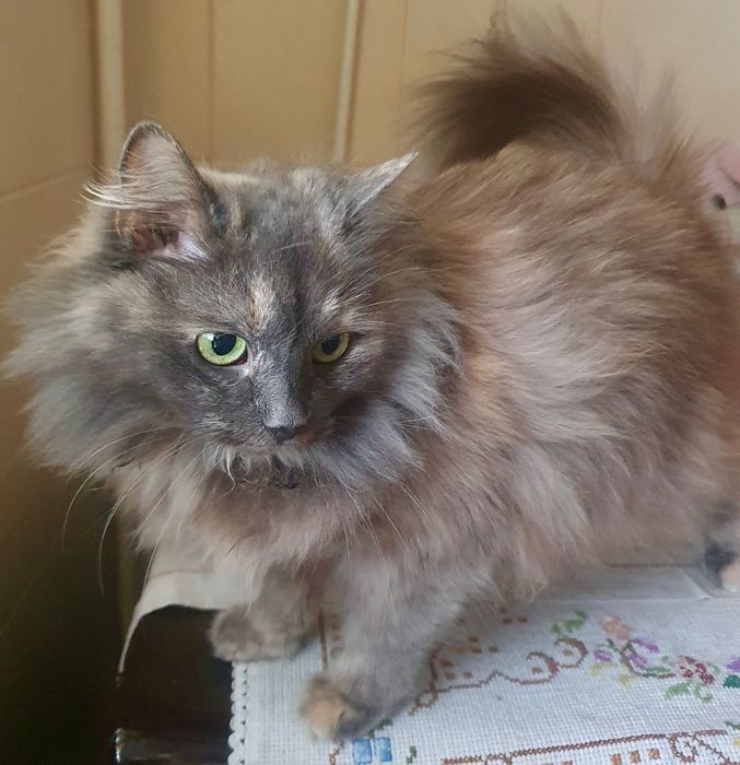 Соня шукає дім .