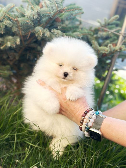 Белый мишка шпиц