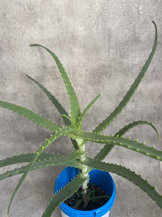 Рослина алое