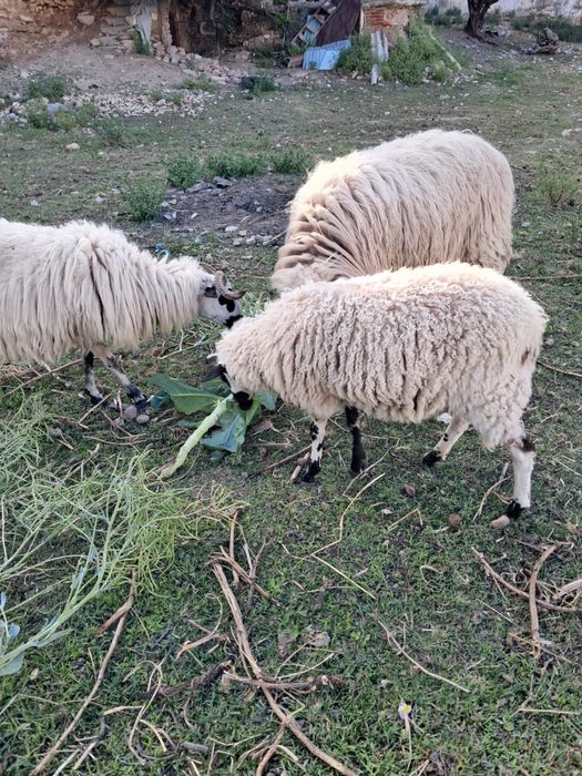 Venda de Ovelhas Algarvias