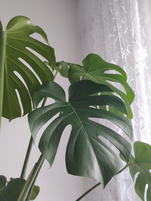 Piękna duża monstera.