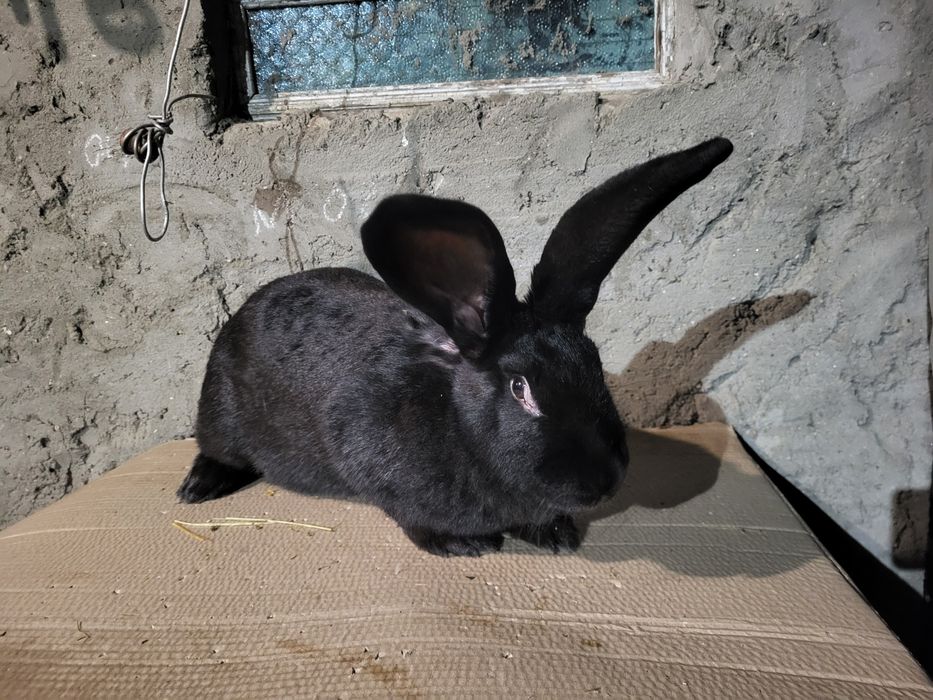 Продам  кролики Нимецкий Строкач