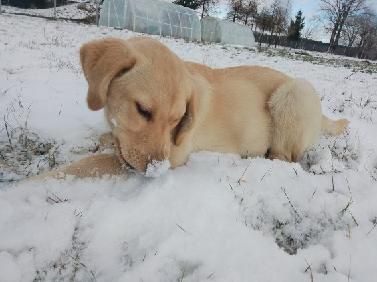 Labrador retriever biszkopt