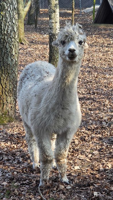 Samica Alpaki ciężarna