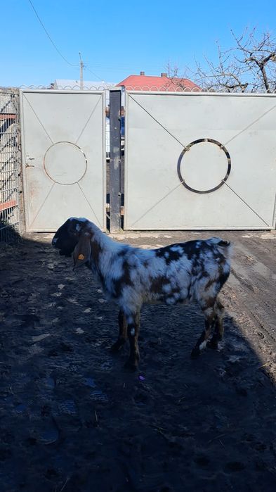 Kozioł anuglonobijski