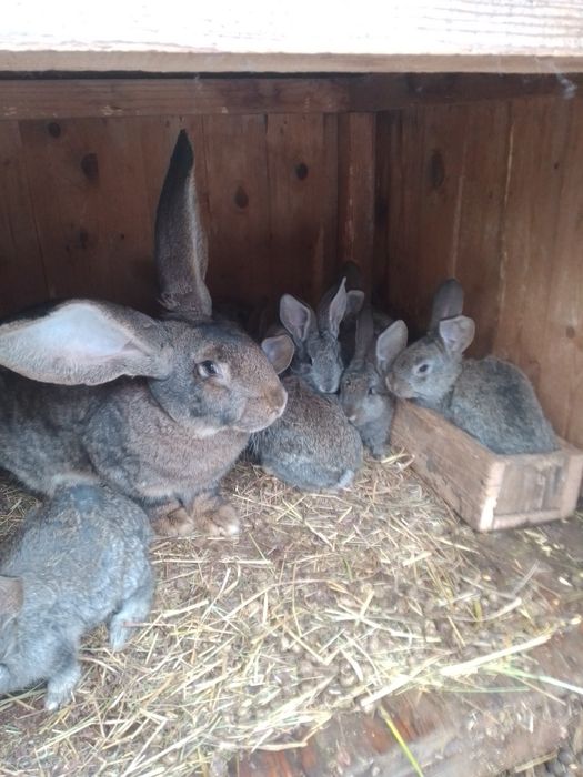 Фландры крольчата 8 штук за 1000 гр.