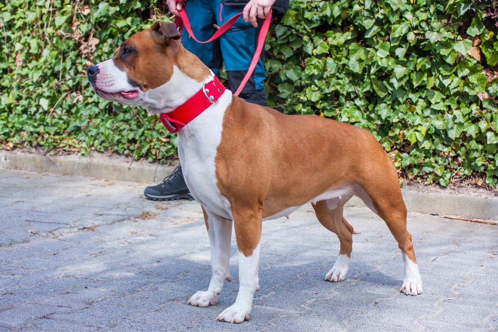 Amstaff ZKWP FCI American Staffordshire Terrier