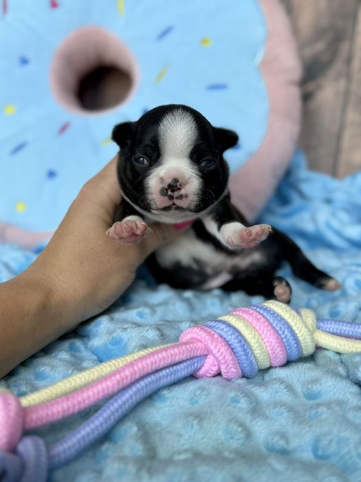 Boston Terrier piesek Zazu