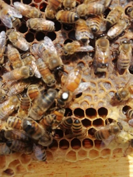 Бджоломатки apis mellifera ligustica з Італії  2026
