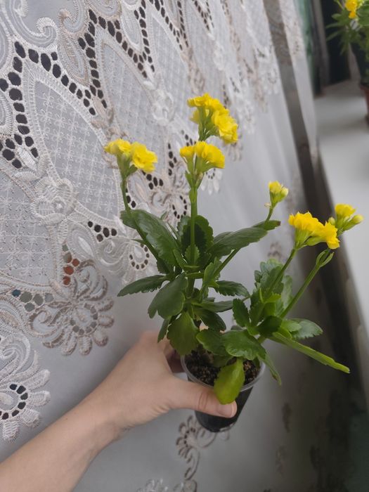 Каланхое кімнатний жовтий молоді рослини